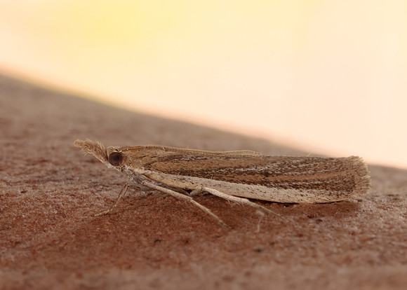 62.069 BF1432 Anerastia lotella
