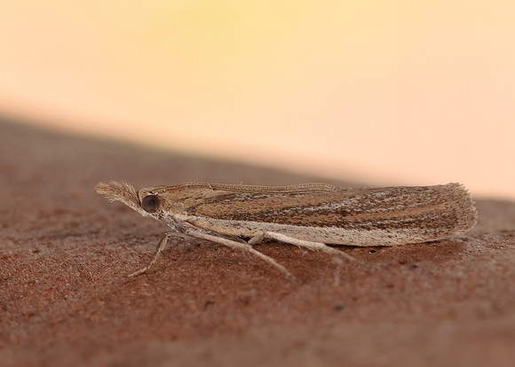 62.069 BF1432 Anerastia lotella