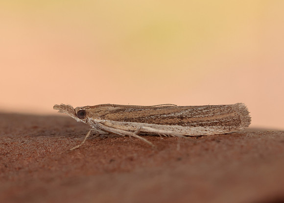 62.069 BF1432 Anerastia lotella