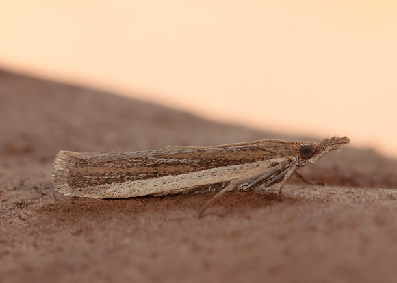 62.069 BF1432 Anerastia lotella