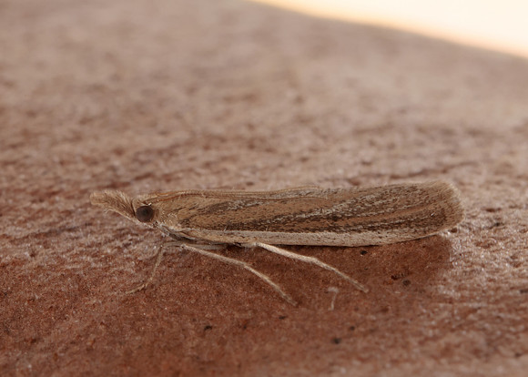 62.069 BF1432 Anerastia lotella