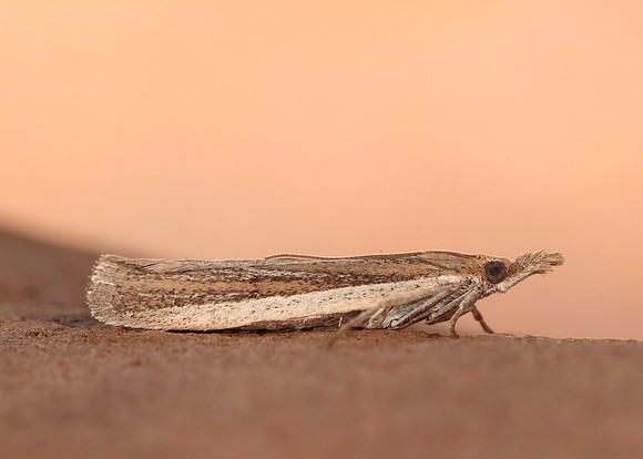 62.069 BF1432 Anerastia lotella