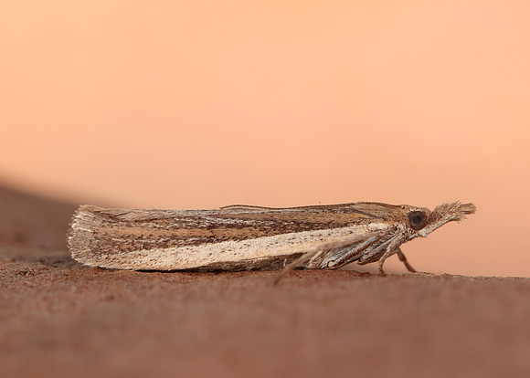 62.069 BF1432 Anerastia lotella