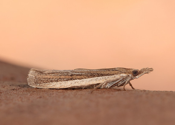 62.069 BF1432 Anerastia lotella