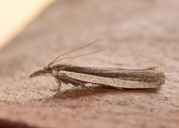 62.069 BF1432 Anerastia lotella