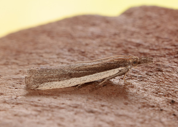 62.069 BF1432 Anerastia lotella