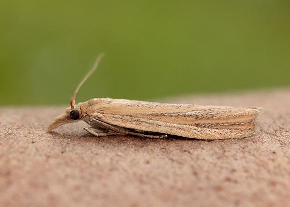 62.069 BF1432 Anerastia lotella