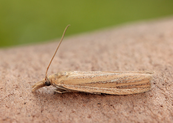 62.069 BF1432 Anerastia lotella