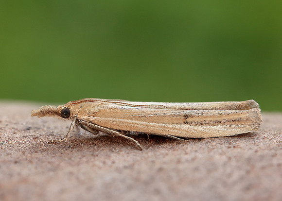 62.069 BF1432 Anerastia lotella