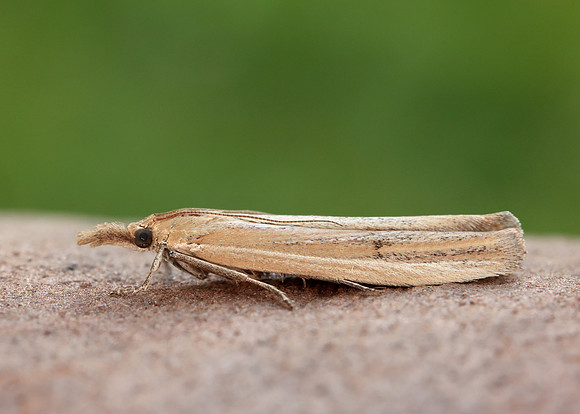 62.069 BF1432 Anerastia lotella