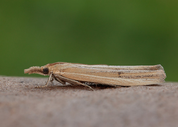62.069 BF1432 Anerastia lotella