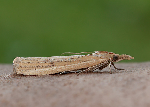 62.069 BF1432 Anerastia lotella