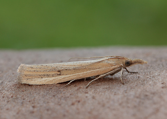 62.069 BF1432 Anerastia lotella
