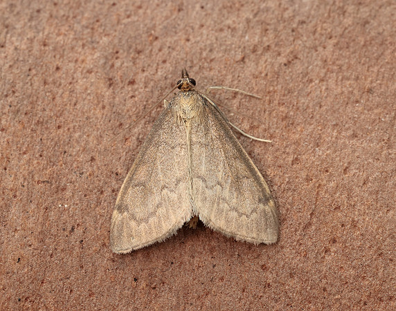 63.016 BF1386 Anania fuscalis