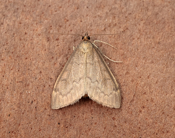 63.016 BF1386 Anania fuscalis