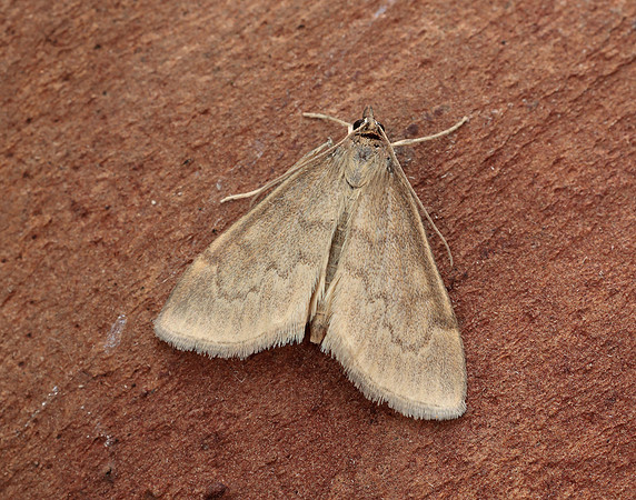 63.016 BF1386 Anania fuscalis