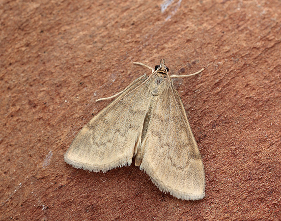 63.016 BF1386 Anania fuscalis