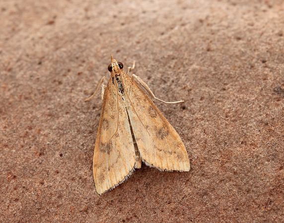 63.031 BF1395 Rusty Dot Pearl Udea ferrugalis