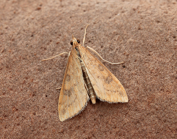 63.031 BF1395 Rusty Dot Pearl Udea ferrugalis