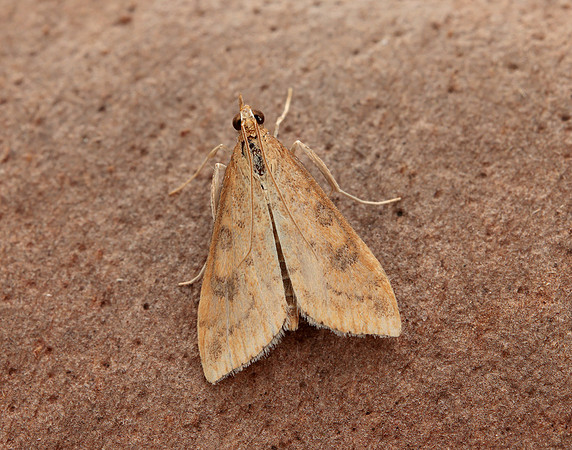 63.031 BF1395 Rusty Dot Pearl Udea ferrugalis
