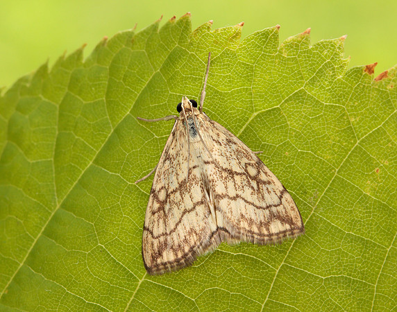 63.060 BF1358 Evergestis pallidata