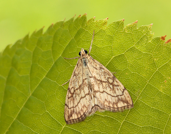 63.060 BF1358 Evergestis pallidata