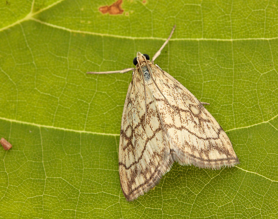 63.060 BF1358 Evergestis pallidata