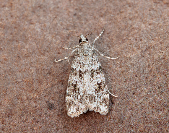 63.064 BF1334 Scoparia ambigualis