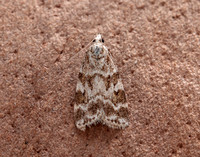 63.066 BF1333 Scoparia pyralella