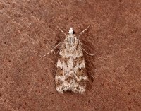 63.066 BF1333 Scoparia pyralella