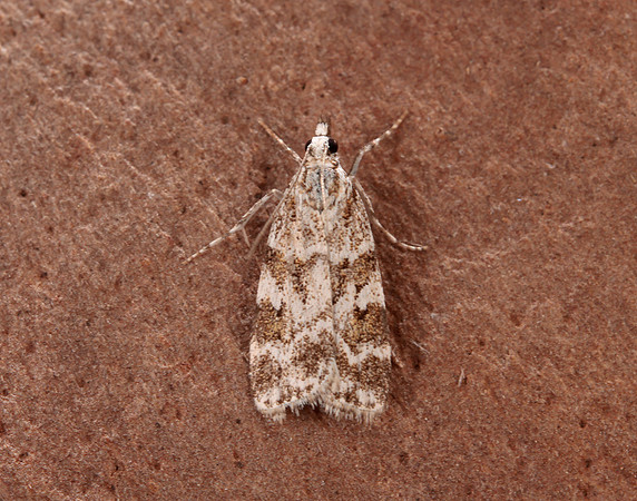 63.066 BF1333 Scoparia pyralella