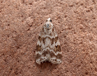 63.066 BF1333 Scoparia pyralella