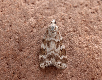 63.066 BF1333 Scoparia pyralella