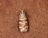 63.066 BF1333 Scoparia pyralella