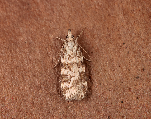 63.066 BF1333 Scoparia pyralella