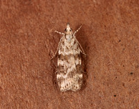 63.066 BF1333 Scoparia pyralella