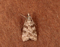 63.066 BF1333 Scoparia pyralella