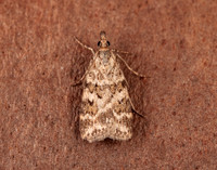 63.066 BF1333 Scoparia pyralella