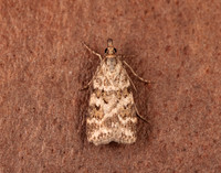 63.066 BF1333 Scoparia pyralella
