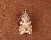 63.066 BF1333 Scoparia pyralella