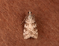 63.066 BF1333 Scoparia pyralella