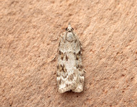 63.066 BF1333 Scoparia pyralella