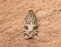 63.066 BF1333 Scoparia pyralella