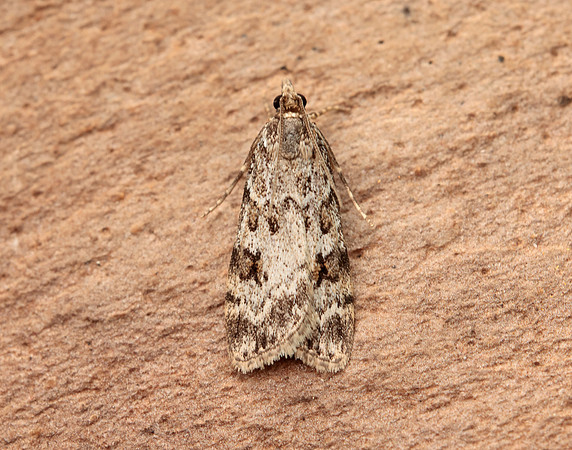 63.066 BF1333 Scoparia pyralella