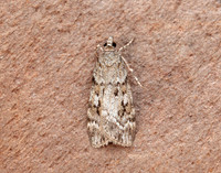 63.066 BF1333 Scoparia pyralella