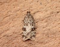 63.066 BF1333 Scoparia pyralella