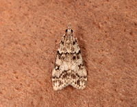 63.067 BF1338 Eudonia lacustrata