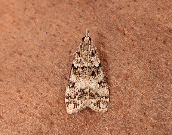 63.067 BF1338 Eudonia lacustrata