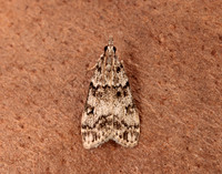 63.067 BF1338 Eudonia lacustrata