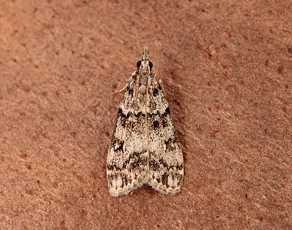 63.067 BF1338 Eudonia lacustrata